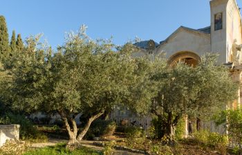 Garten Gethsemane